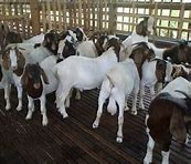 Jual Anak Kambing Boer